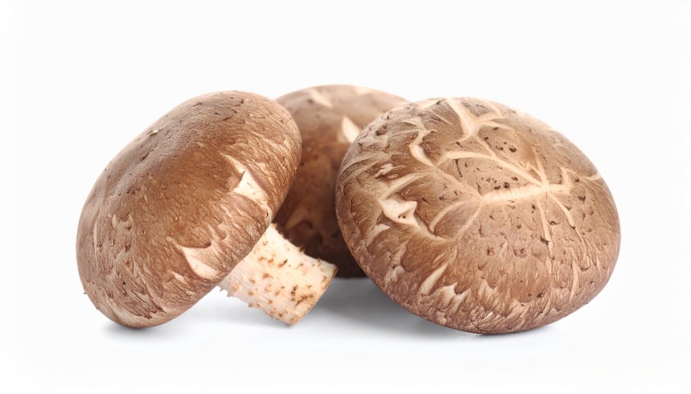 Shiitake (Lentinula edodes)