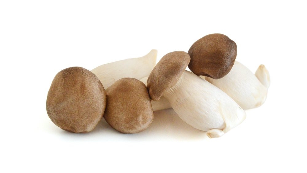 Boczniak Królewski (Eryngii) - grzyby jadalne Boczniak Królewski (Eryngii) - grzyby jadalne