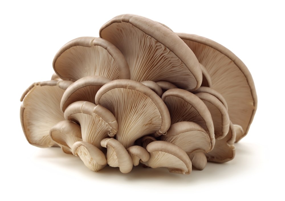 Boczniak ostrygowaty (Pleurotus ostreatus)