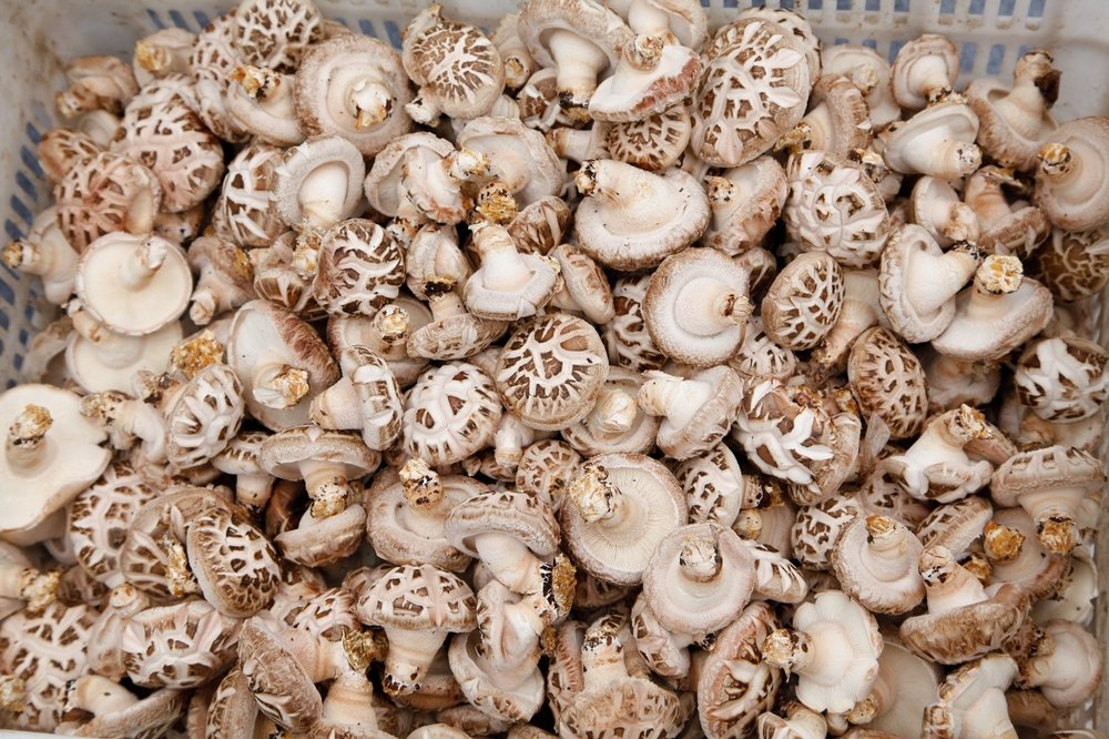 ekologiczne grzyby hurtowo